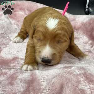 Cassie, Mini Goldendoodle Puppy